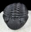 Phacopid Trilobite - Mrakib, Morocco #36839-4